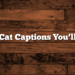 150+ Cat Captions You’ll Love