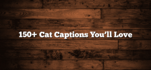 150+ Cat Captions You’ll Love