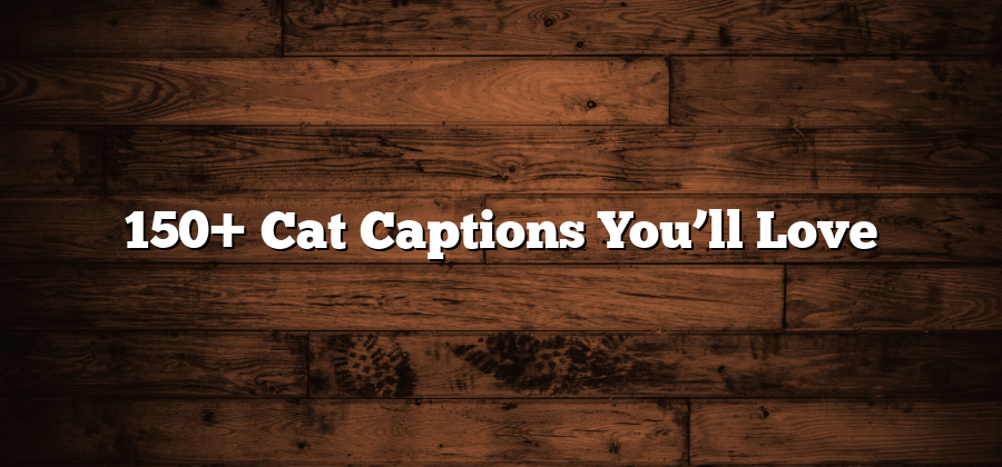 150+ Cat Captions You’ll Love